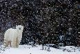 2. Polar Bear Happy Holidays/Winter